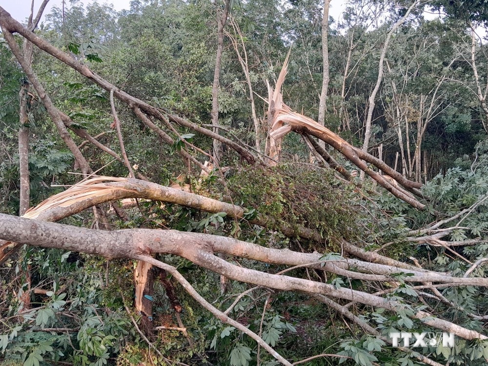 Mưa lớn kèm lốc xoáy gây tốc mái, hư hại nhiều nhà cửa, cây trồng ở Bình Phước
