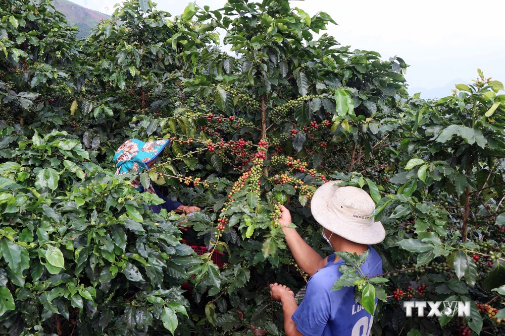 Người dân xã Chiềng Chung (Mai Sơn, Sơn La) thu hái quả cà phê. Ảnh: Hữu Quyết - TTXVN