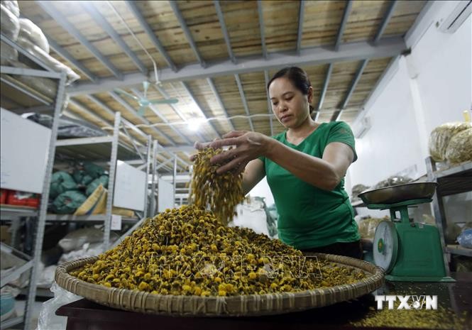 Sản xuất sản phẩm trà hoa cúc chi tại Thôn Nghĩa Trai (xã Tân Quang, huyện Văn Lâm, Hưng Yên). Ảnh: Phạm Kiên - TTXVN