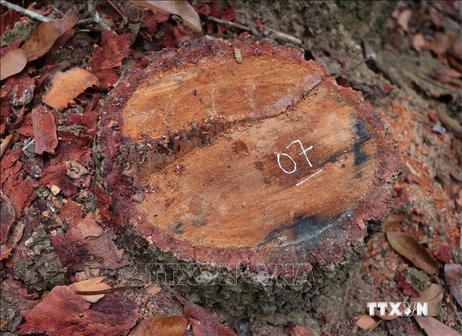 Hình ảnh gốc cây và dấu vết cưa hạ của “lâm tặc” trong rừng đặc dụng Mường Phăng. Ảnh: Xuân Tiến-TTXVN