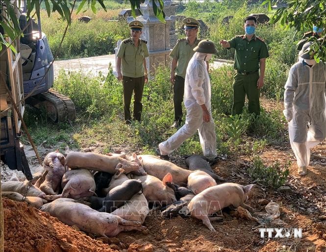 Lực lượng chức năng tiêu hủy số lợn bị dịch tả lợn châu Phi. Ảnh: Đồng Thúy - TTXVN