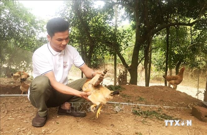 Mô hình nuôi gà đồi sinh học của anh Nguyễn Văn Nhị đem lại giá trị kinh tế cao. Ảnh: Võ Dung -TTXVN