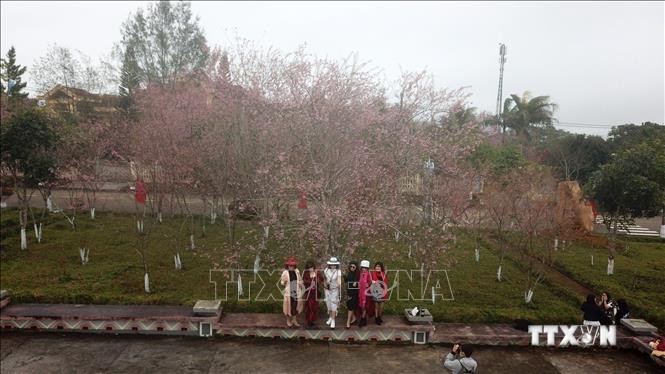Du khách chụp ảnh cùng hàng cây anh đào cổ thụ tại khu vực quảng trường trung tâm thị trấn Măng Đen, huyện Kon Plông, tỉnh Kon Tum. Ảnh: Khoa Chương - TTXVN