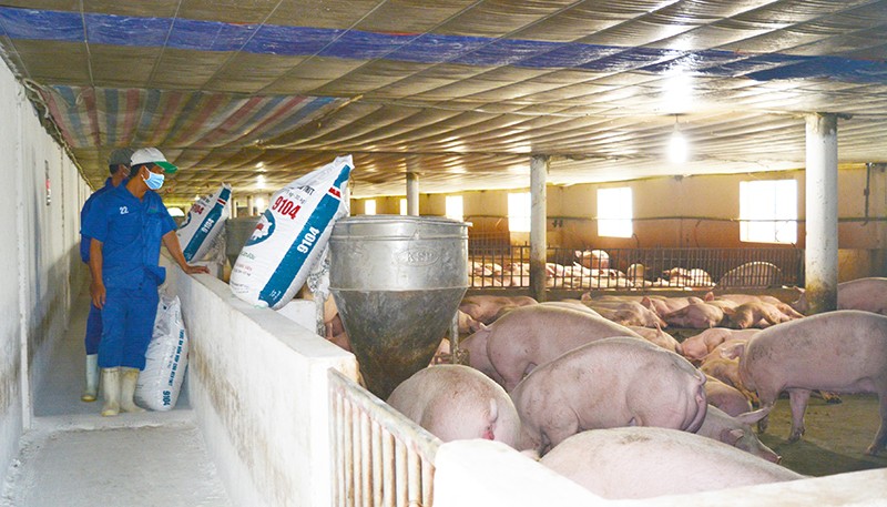 Quảng Bình phòng, chống dịch bệnh, bảo đảm an toàn cho đàn vật nuôi