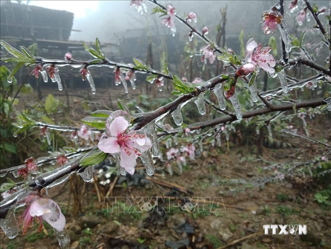Băng giá phủ lên hoa đào trên một đỉnh núi thuộc xã Hồng An (huyện Bảo Lạc). Ảnh: Chu Hiệu-TTXVN