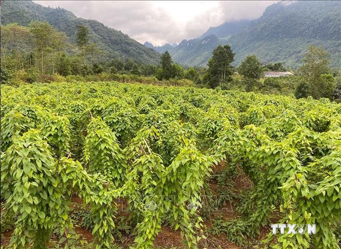 Dự án liên kết trồng cây hoài sơn giữa các hộ dân với Hợp tác xã dược liệu Lũng Lô tại xã Thượng Bằng La, huyện Văn Chấn, tỉnh Yên Bái. Ảnh: Tiến Khánh - TTXVN