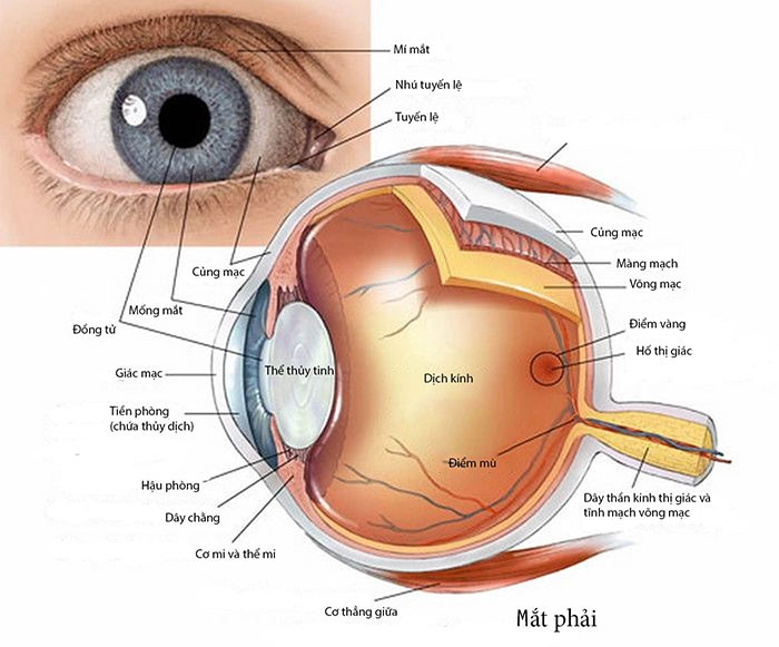 Các dấu hiệu ở mắt cho phép phát hiện các rối loạn về thần kinh