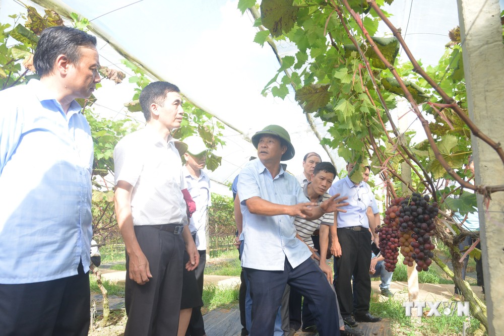 Các đại biểu tham quan mô hình trồng nho hạ đen không hạt của Công ty Cổ phần Thương mại Duy Khánh tại xã Chiềng Ngần, thành phố Sơn La. Ảnh: Quang Quyết-TTXVN