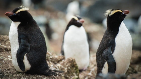 Giải mã thói quen sinh sản kỳ lạ của chim cánh cụt mào dựng