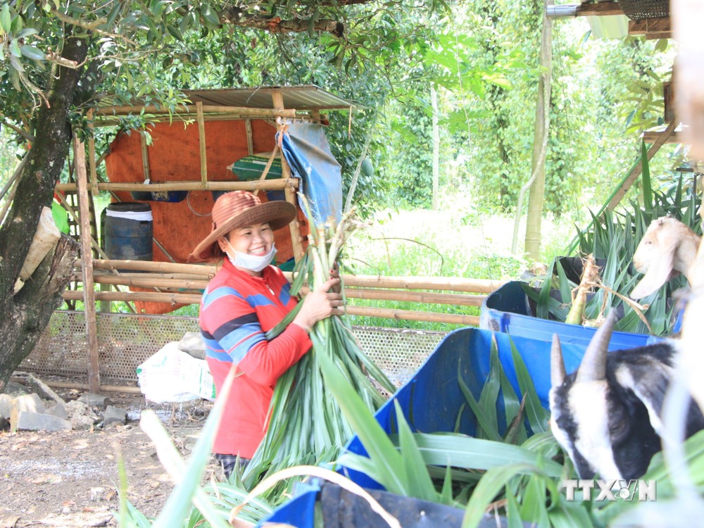 Chị Lý Say Kín ở thôn Bình Giai, xã Phước Minh, huyện Bù Gia Mập chăm sóc đàn đê từ nguồn hỗ trợ chính sách xã hội. Ảnh: K GửiH -TTXVN