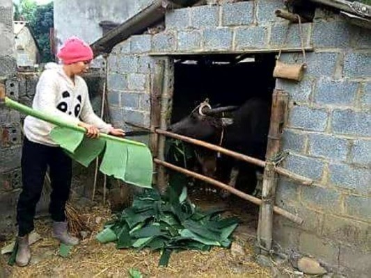 Lạng Sơn chủ động phòng chống đói, rét cho đàn gia súc