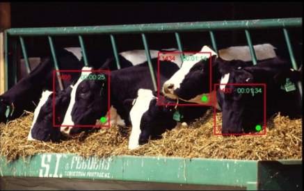 Israel phát triển hệ thống nhận diện khuôn mặt ứng dụng trong chăn nuôi gia súc