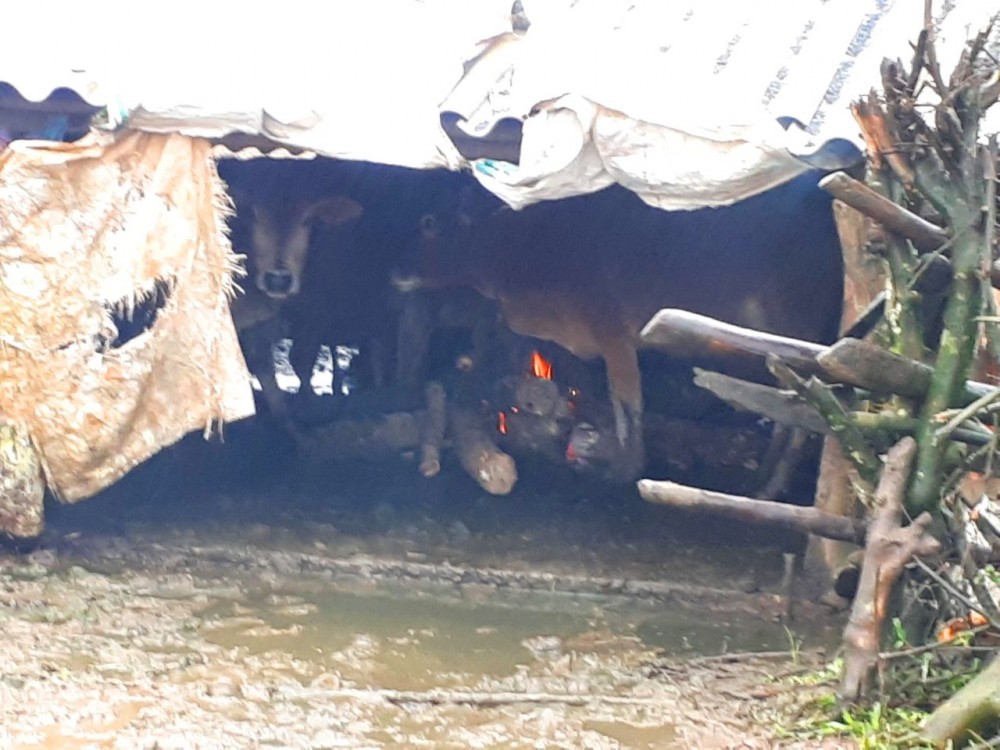 Thừa Thiên - Huế phòng, chống đói rét cho đàn gia súc