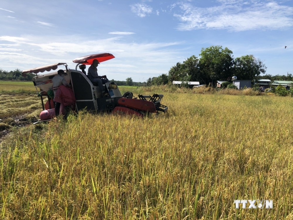 Người dân thu hoạch giống lúa ST24 vụ đầu tiên tại xã Lộc Khánh, huyện biên giới Lộc Ninh. Ảnh: TTXVN phát