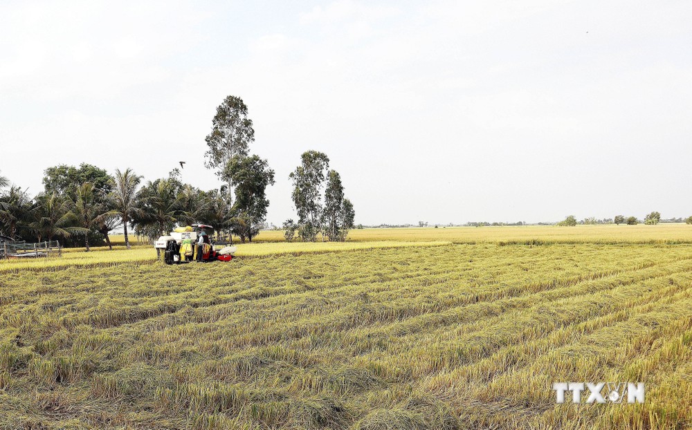 Nông dân xã Phú Tâm, huyện Châu Thành, tỉnh Sóc Trăng đang thu hoạch lúa. Ảnh: Tuấn Phi - TTXVN