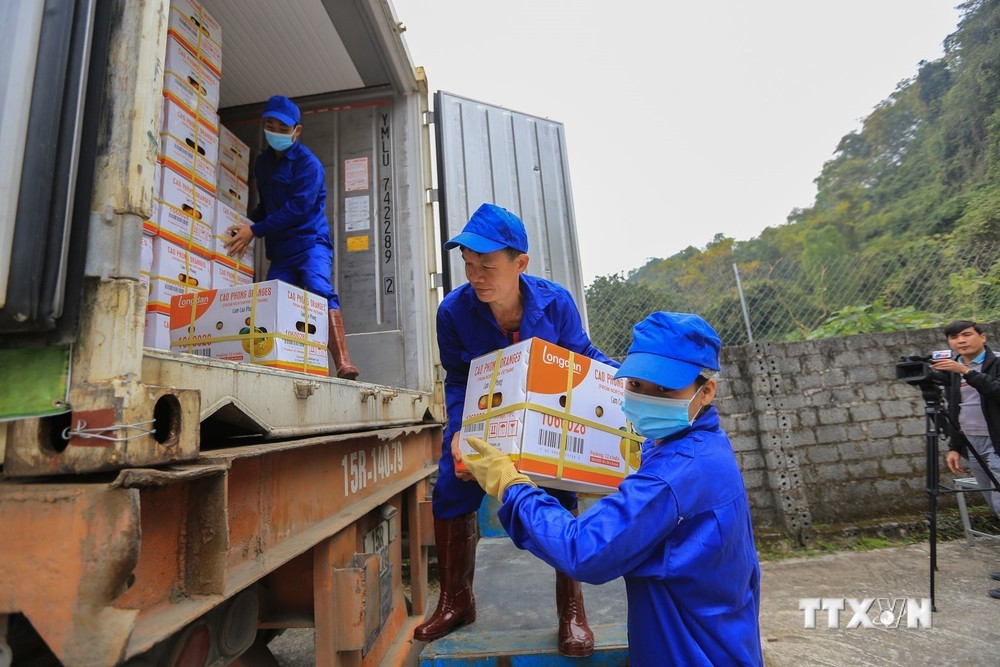 Các công nhân của Công ty TTHH MTV Cao Phong vận chuyển sản phẩm quả cam Cao Phong đã đóng hộp lên container chuẩn bị xuất khẩu sang thị trường Vương Quốc Anh. Ảnh: Trọng Đạt -TTXVN