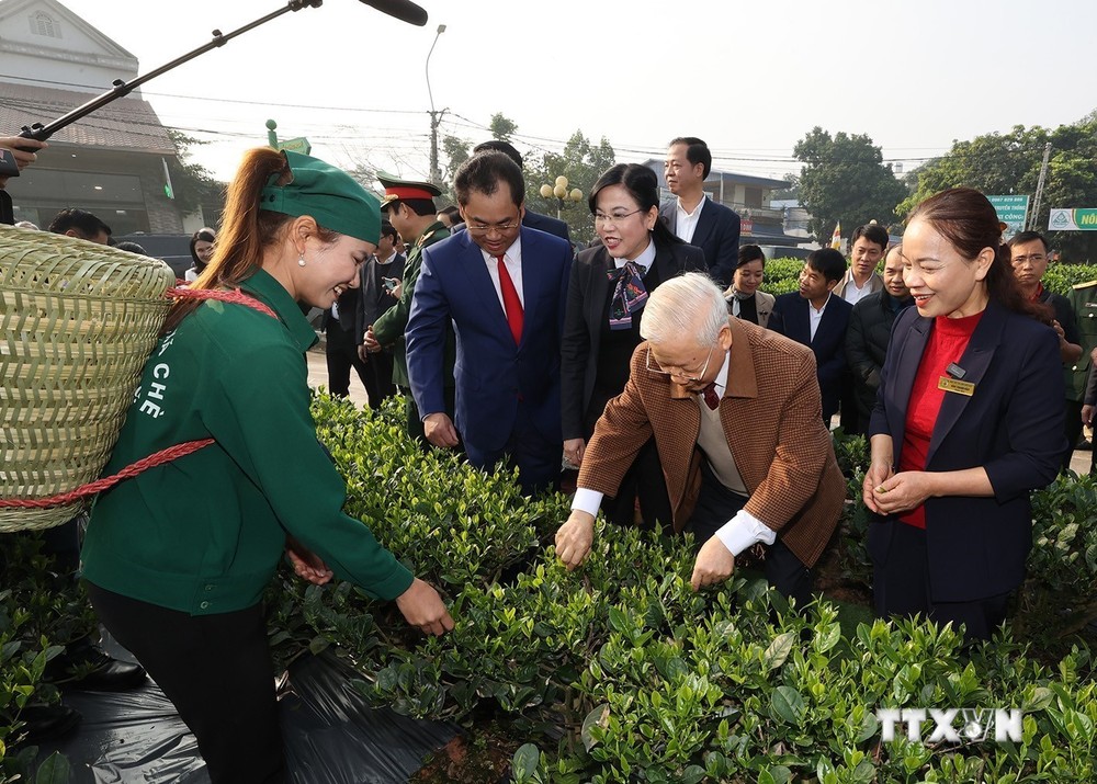Tổng Bí thư Nguyễn Phú Trọng thăm vườn chè của Hợp tác xã Hảo Đạt, thành phố Thái Nguyên. Ảnh: Trí Dũng– TTXVN