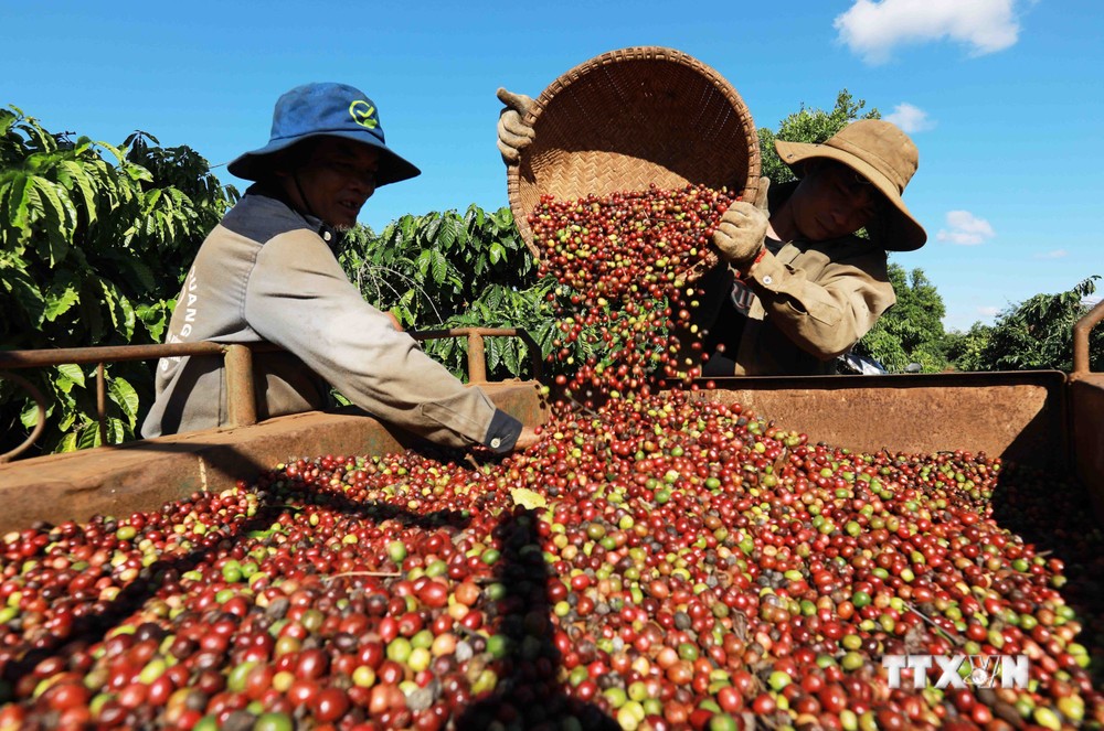 Thu hoạch cà phê ở vùng trồng của Công ty Simexco Daklak (thành phố Buôn Ma Thuột, Đắk Lắk). Ảnh: Vũ Sinh - TTXVN