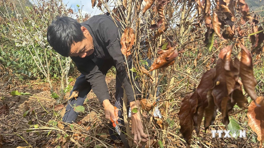 Người dân xã Chiềng Cọ, thành phố Sơn La cưa cây cà phê bị hỏng do sương muối để cải tạo, phục hồi lại cho năm sau. Ảnh: Nguyễn Cường – TTXVN