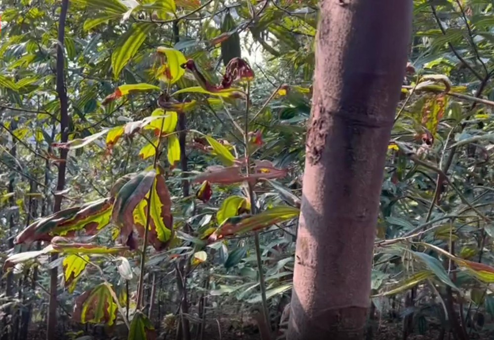Gần 1.300 ha quế ở huyện Bảo Thắng bị khô lá bất thường