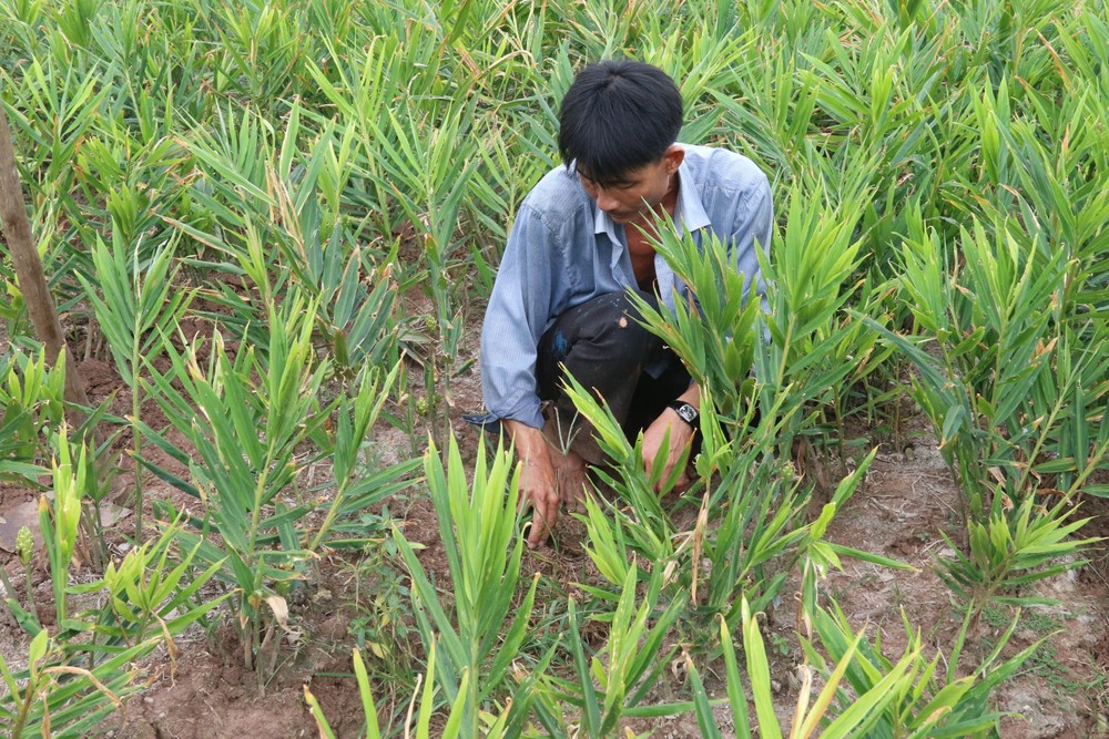 Tiền Giang chuyển đổi gần 4.900 ha đất trồng lúa kém hiệu quả