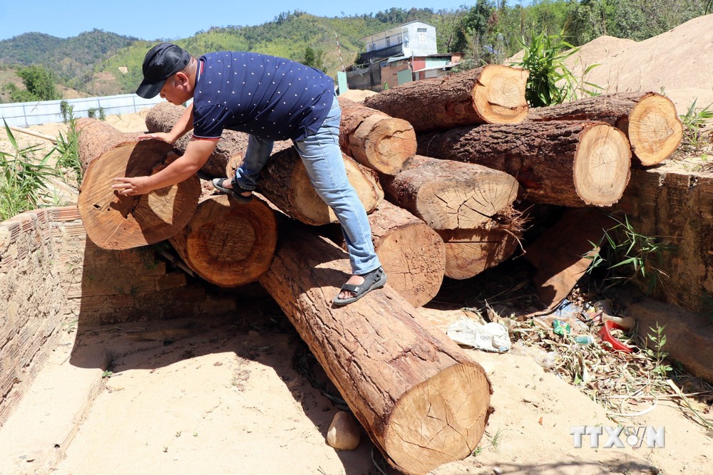 Hơn chục lóng gỗ lậu mới khai thác, tập kết tại mỏ khai thác cát, sỏi 87 thuộc xã Đăk Pxi, huyện Đăk Hà. Ảnh: Cao Nguyên-TTXVN