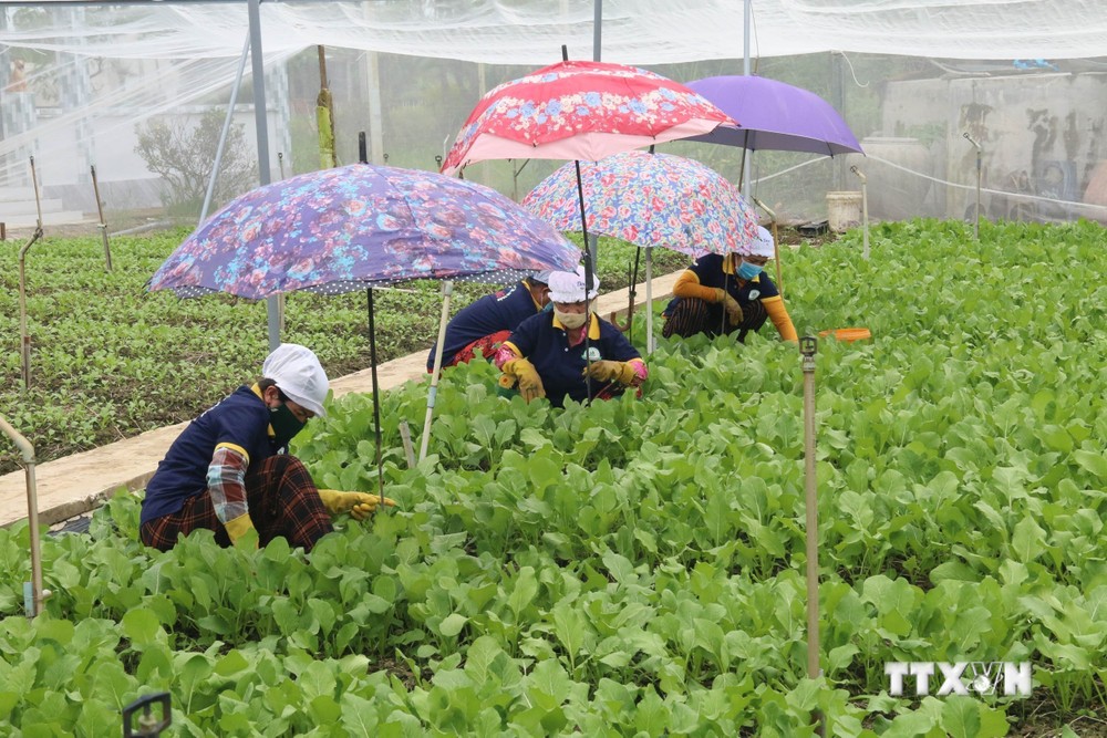 Chăm sóc rau màu trong nhà lưới tại Hợp tác xã rau an toàn Tân Đông (Gò Công Đông, Tiền Giang). Ảnh: Minh Trí - TTXVN