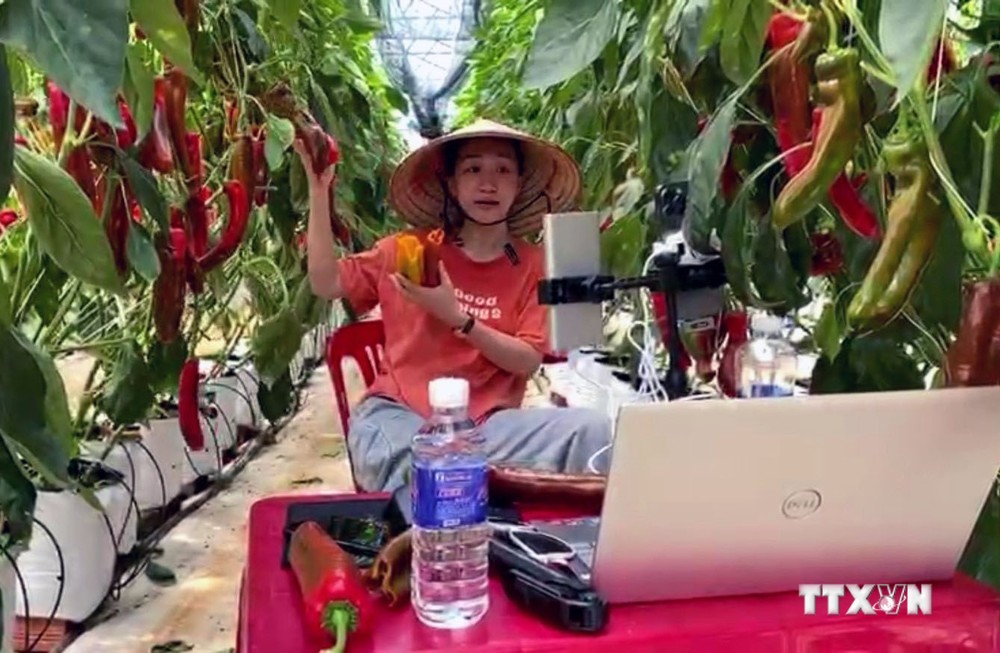 Nhân viên Hợp tác xã Vườn Nhà Đà Lạt (tỉnh Lâm Đồng) trong buổi Livestream bán hàng trực tiếp ngay tại vườn ớt ngọt. Ảnh: Chu Quốc Hùng - TTXVN
