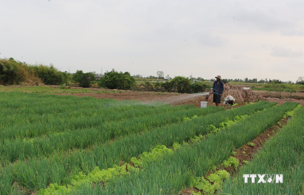 Người Khmer các xã vùng ven thành phố Bạc Liêu (tỉnh Bạc Liêu) có cuộc sống ổn định nhờ mô hình trồng rau màu chuyên canh. Ảnh: Tuấn Kiệt – TTXVN