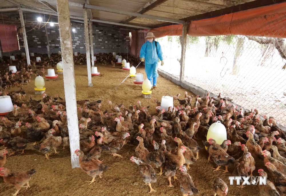 Nhân viên thú y phun hoá chất tiêu độc, khử trùng khu vực chăn nuôi của hộ gia đình ở phường Chí Minh, thành phố Chí Linh (tỉnh Hải Dương). Ảnh: Vũ Sinh - TTXVN