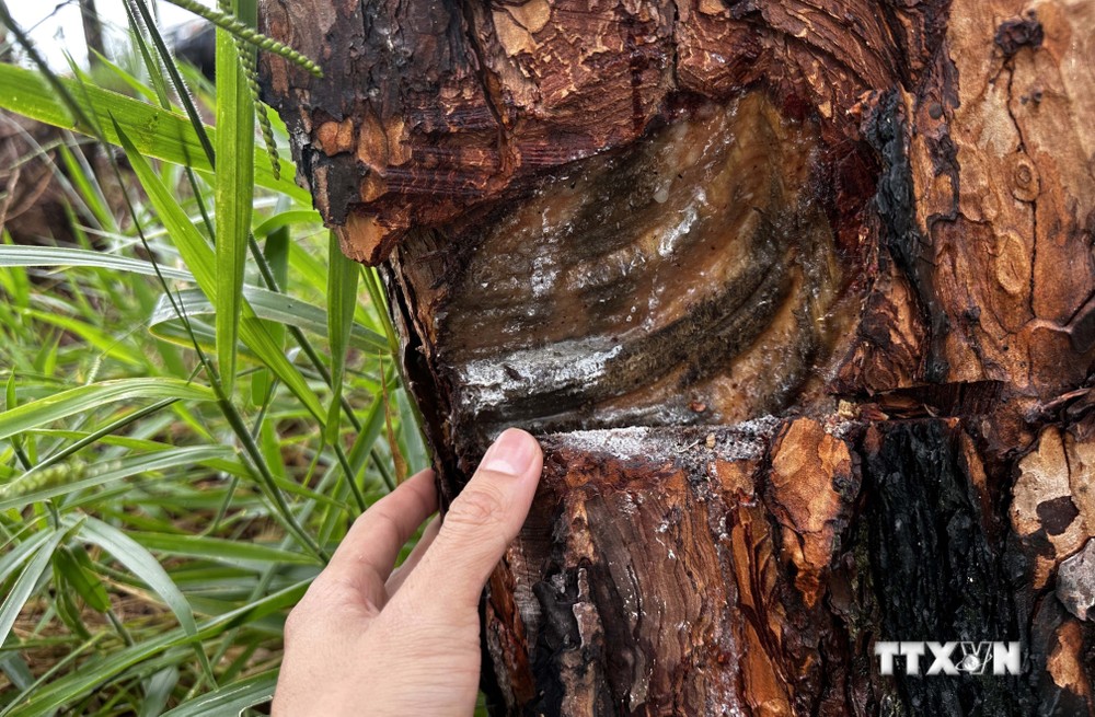 Thủ đoạn của các đối tượng bức hại rừng thông là khoan lỗ vào thân cây rồi đổ hóa chất cho cây chết dần. Ảnh: Nguyễn Dũng – TTXVN