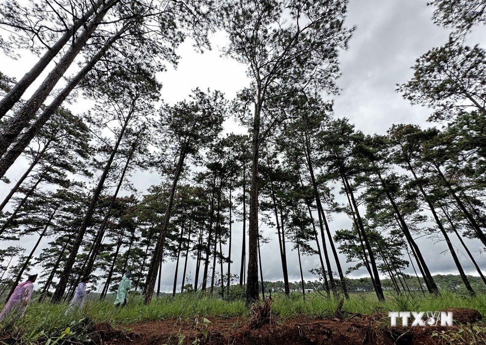 Vụ đầu độc rừng thông ở Lâm Đồng: Yêu cầu tạm đình chỉ công tác hai Chủ tịch UBND xã