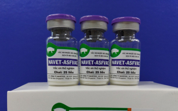 Vaccine dịch tả lợn châu Phi được phép sử dụng rộng rãi trên cả nước