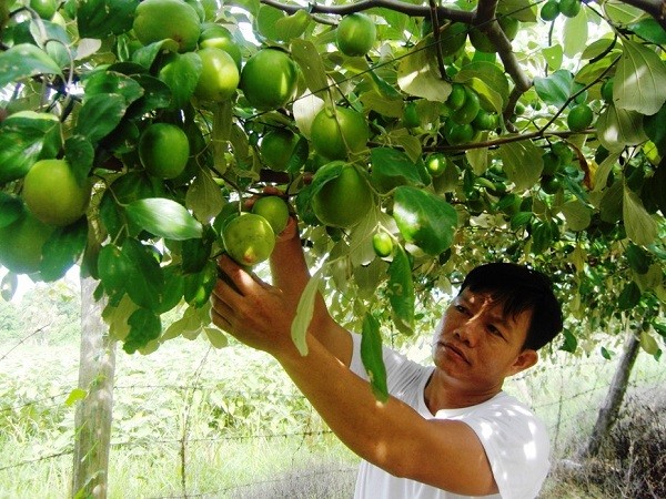 Ông Hồ Tấn Cường - người tiên phong mang giống táo Cam Thành Nam có chất lượng cao về trồng tại địa phương. Ảnh: khanhhoa.gov.vn