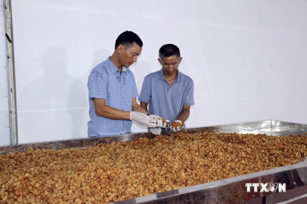 Anh Lường Văn Mười (bên trái), Giám đốc Hợp tác xã dịch vụ nông nghiệp Hoa Mười kiểm tra long nhãn sau khi sấy khô. Ảnh: Hữu Quyết - TTXVN
