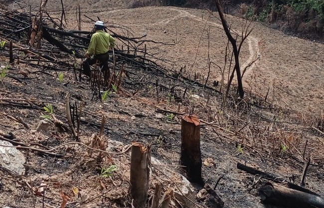 Điều tra, làm rõ vụ chặt phá gần 1 ha rừng tự nhiên tại Cam Lộ