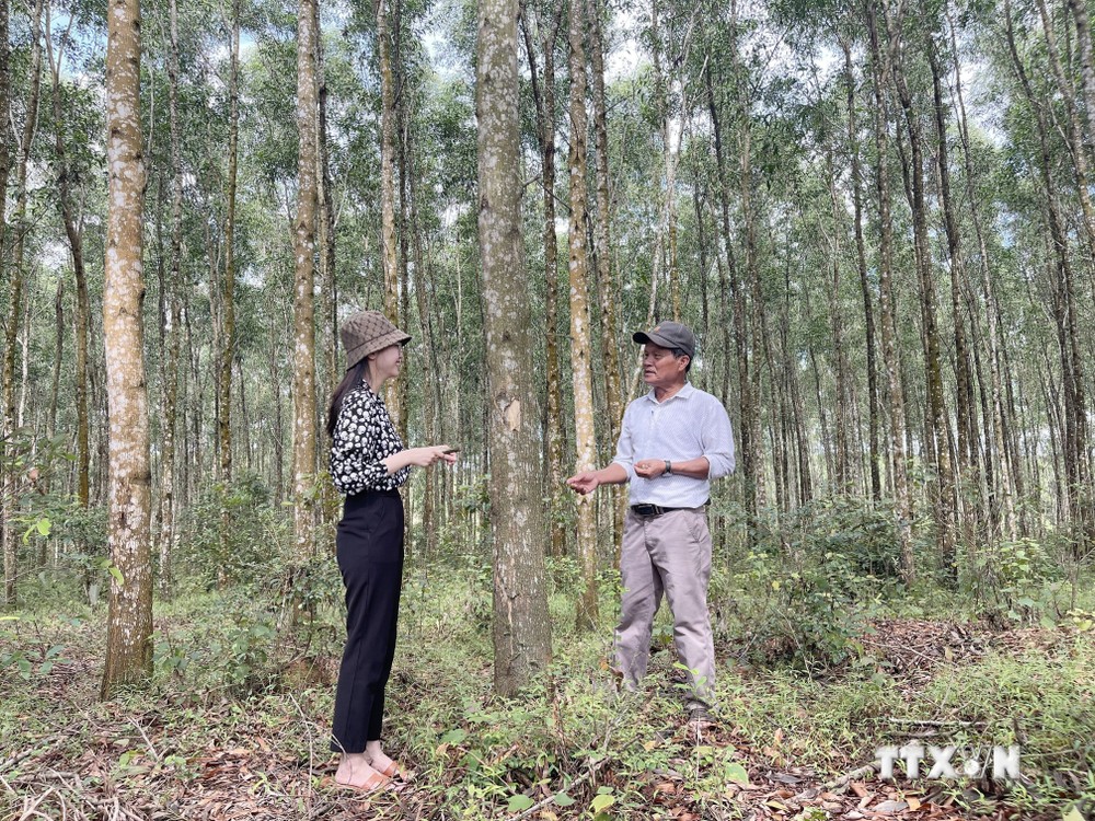 Mô hình trồng rừng gỗ lớn phục vụ vùng nguyên liệu chế biến và xuất khẩu tại Hợp tác xã Cam Thủy, huyện Cam Lộ mang lại hiệu quả kinh tế cao. Ảnh: Thanh Thủy-TTXVN