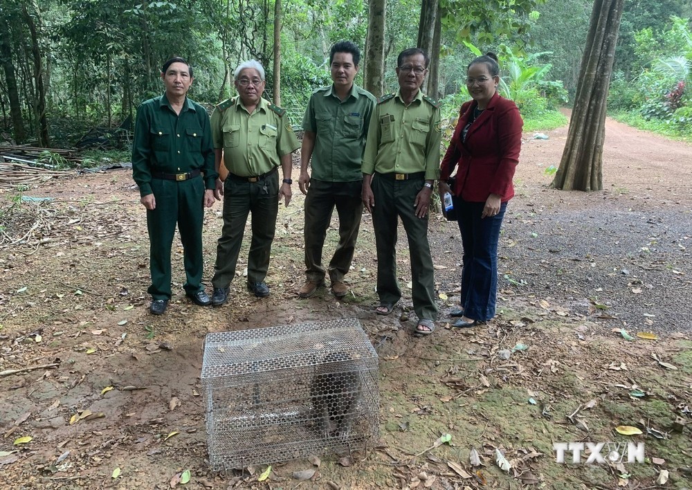 Thả cá thể Khỉ mặt đỏ quý hiếm về rừng tự nhiên ở Bình Phước