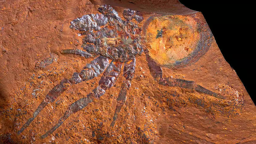 Phát hiện hóa thạch nhện cỡ lớn ở Australia 