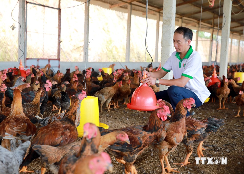 Anh Nguyễn Hữu Quý tại trại chăn nuôi gà lai chọi. Ảnh: Đồng Thúy - TTXVN