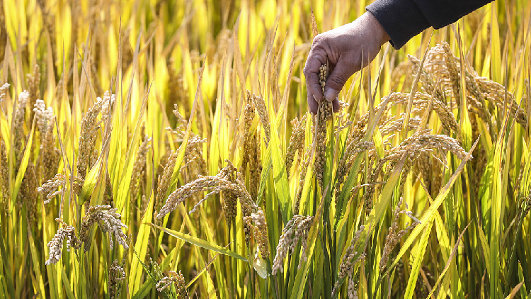 Trung Quốc hoàn thành bản đồ biến đổi gene của cây lúa