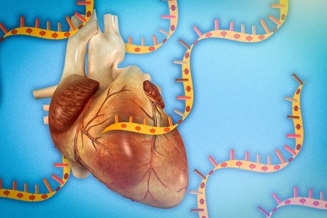 Triển vọng mới cho liệu pháp tái tạo tổn thương tim