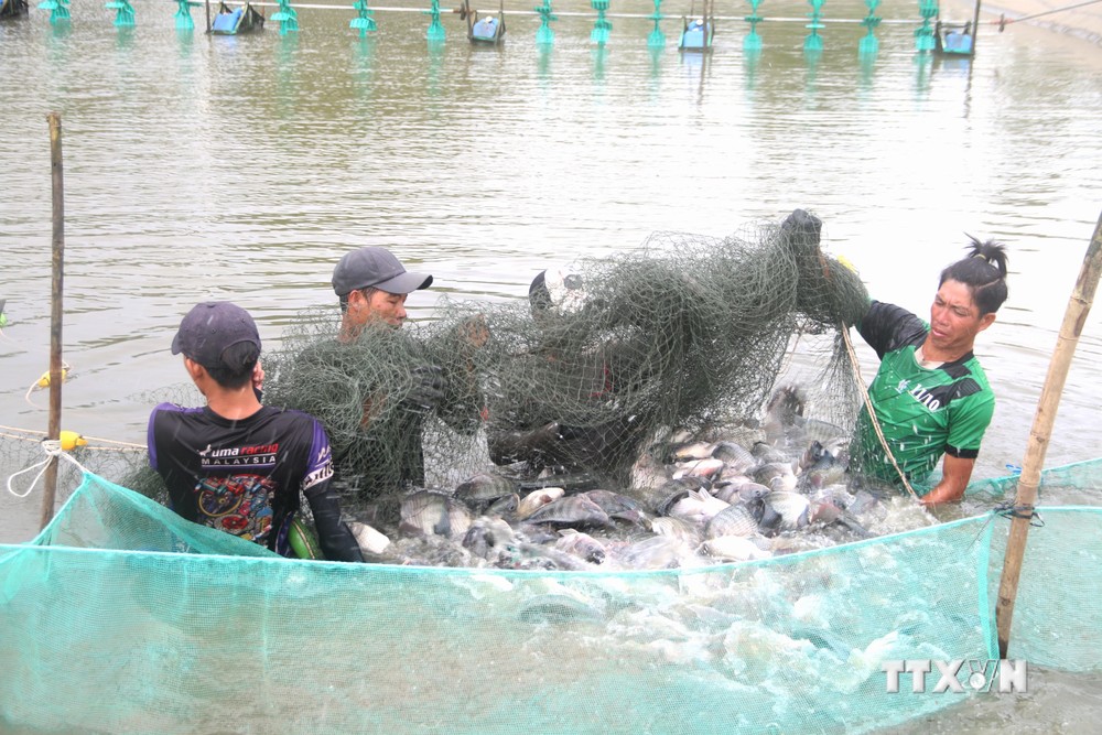Thu hoạch cá rô phi tại hộ ông Võ Xuân Mai, ấp La Bang, xã Long Sơn (Cầu Ngang, Trà Vinh). Ảnh: Thanh Hòa - TTXVN