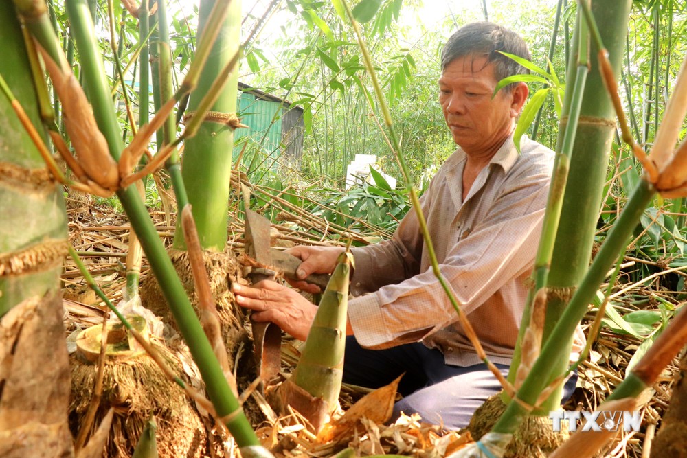 Ông Nguyễn Văn Cua, phường Tân Phú tại quận Cái Răng (thành phố Cần Thơ) thu hoạch măng tre. Ảnh: Thu Hiền - TTXVN