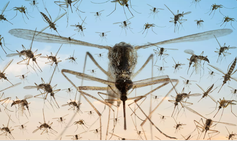 Biến đổi khí hậu khiến muỗi sinh sôi nhiều hơn