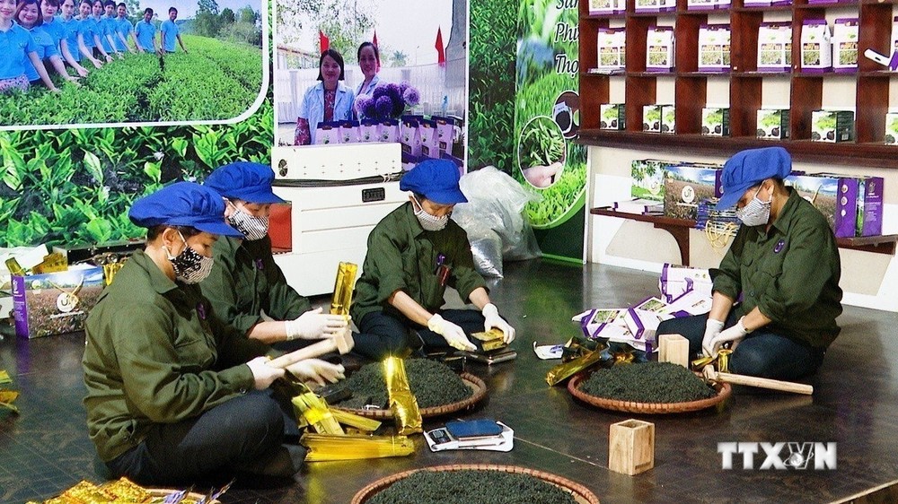 Sản phẩm chè búp tím Thanh Ba đã được UBND tỉnh Phú Thọ cấp chứng nhận OCOP 4 sao và đang được các cơ quan, đơn vị liên quan trình Bộ Nông nghiệp và Phát triển nông thôn công nhận sản phẩm OCOP hạng 5 sao. Ảnh: TTXVN phát