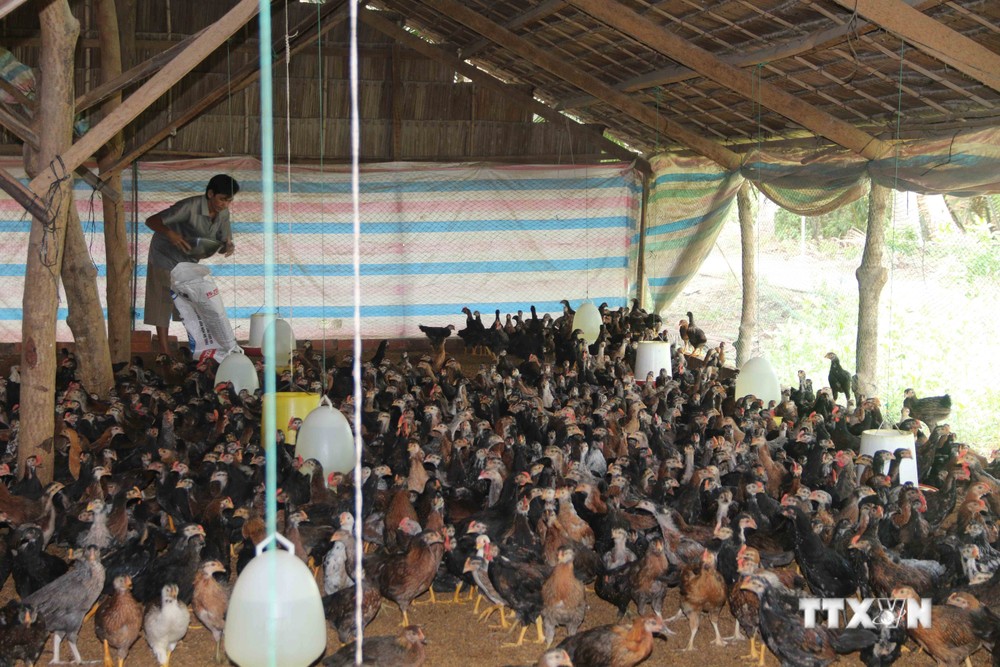 Người chăn nuôi ở Trà Vinh có lãi nhờ giá thịt gia súc, gia cầm tăng