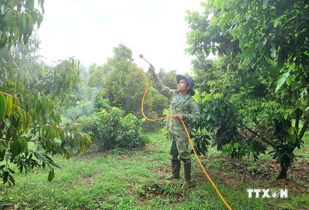 Giảm ô nhiễm qua sử dụng chế phẩm sinh học trong sản xuất nông nghiệp ở Gia Lai