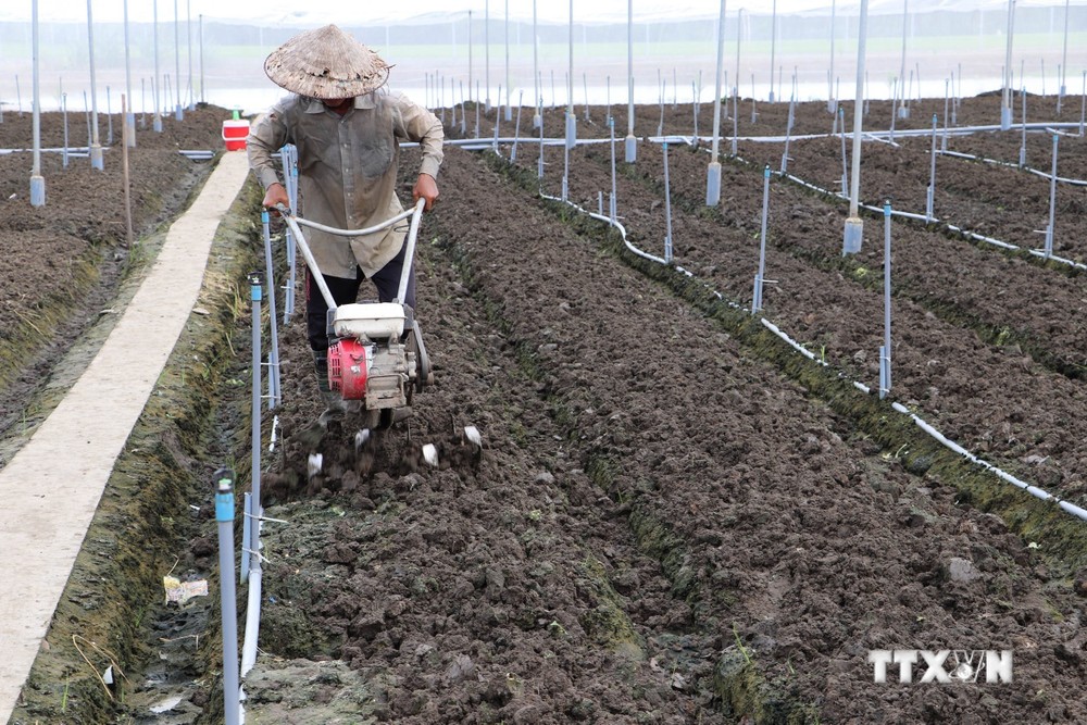 Làm đất chuẩn bị xuống giống rau cải ở Hợp tác xã rau quả Long Thuận, thị xã Gò Công (Tiền Giang). Ảnh: Minh Trí - TTXVN