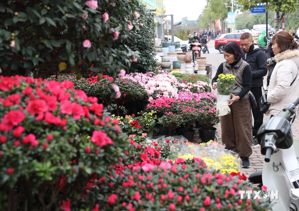 Người dân chọn mua cây, hoa như ý về trang trí chơi Tết Quý Mão tại phố hoa Cổ Linh (Long Biên). Ảnh: Hoàng Hiếu - TTXVN